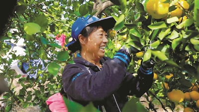 “柚”到丰收时 10万余亩常山胡柚陆续开摘