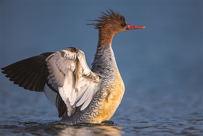“国宝”级候鸟中华秋沙鸭连续八年来温越冬