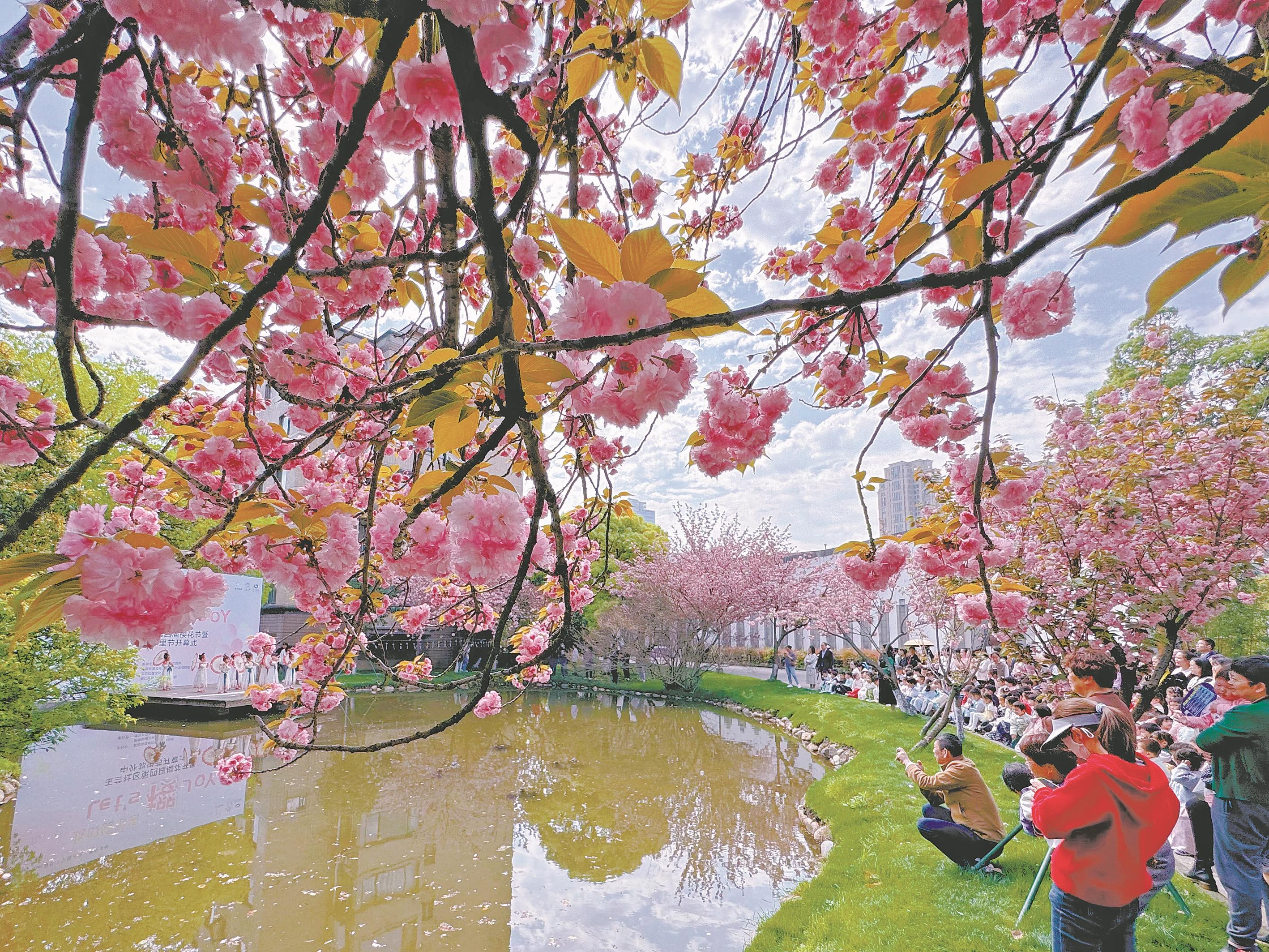 居民自办 樱花节  北仑这个社区 成了网红打卡点