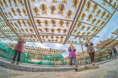 海岛鱼鲞“晒”出年味