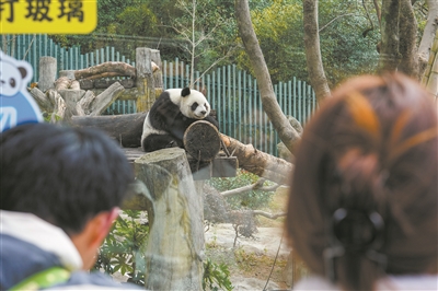 “撸串”式啃竹子 雪地里欢腾打滚  “园博寻趣・大熊猫同行”主题文化节上演欢乐一