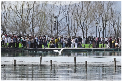 从“乘兴而来”到“尽兴而返” 西湖景区春节总客流量同比增长16.17%