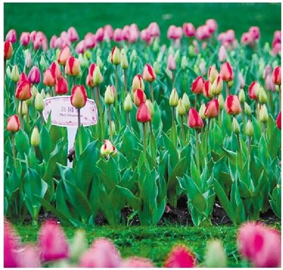 40万株郁金香绽放太子湾 建议市民游客提前预约、绿色出行