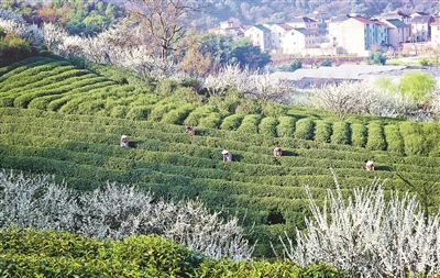 萧山生态好茶抢“鲜”上市 一叶春茶 泡出“舌尖上的共富”