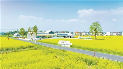 2026杭州油菜花、樱花的 “开花进度条”来了！ 春天赏花，不再“开盲盒”