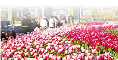 杭城绿化带何以“出圈”？