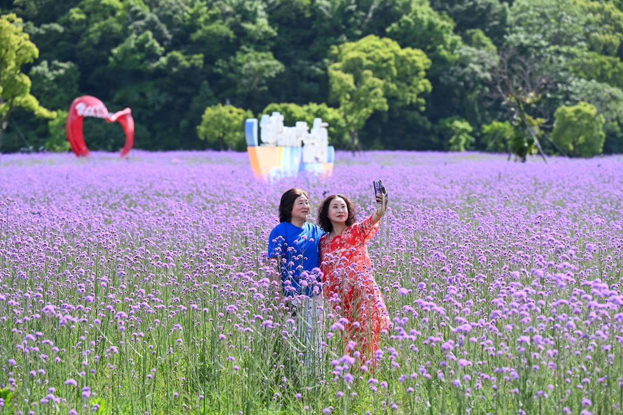 普陀城北这片紫色花海即将盛放 共栽植柳叶马鞭草80万株，占地面积约10万平方米，