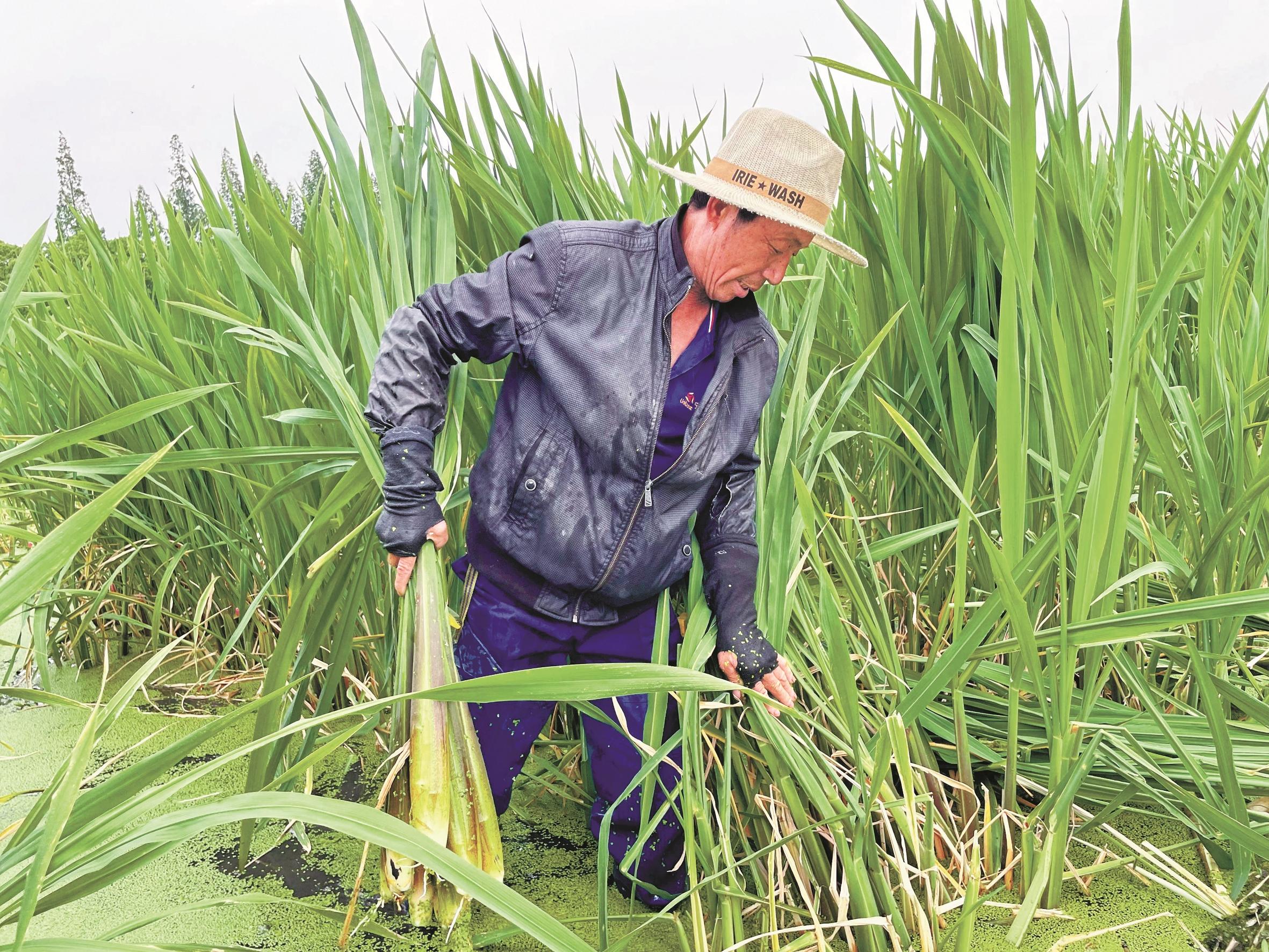 “浙茭11号”通过省级认定 甬产茭白新品种走向全国