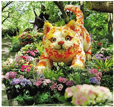 赴花约 赏“八仙”