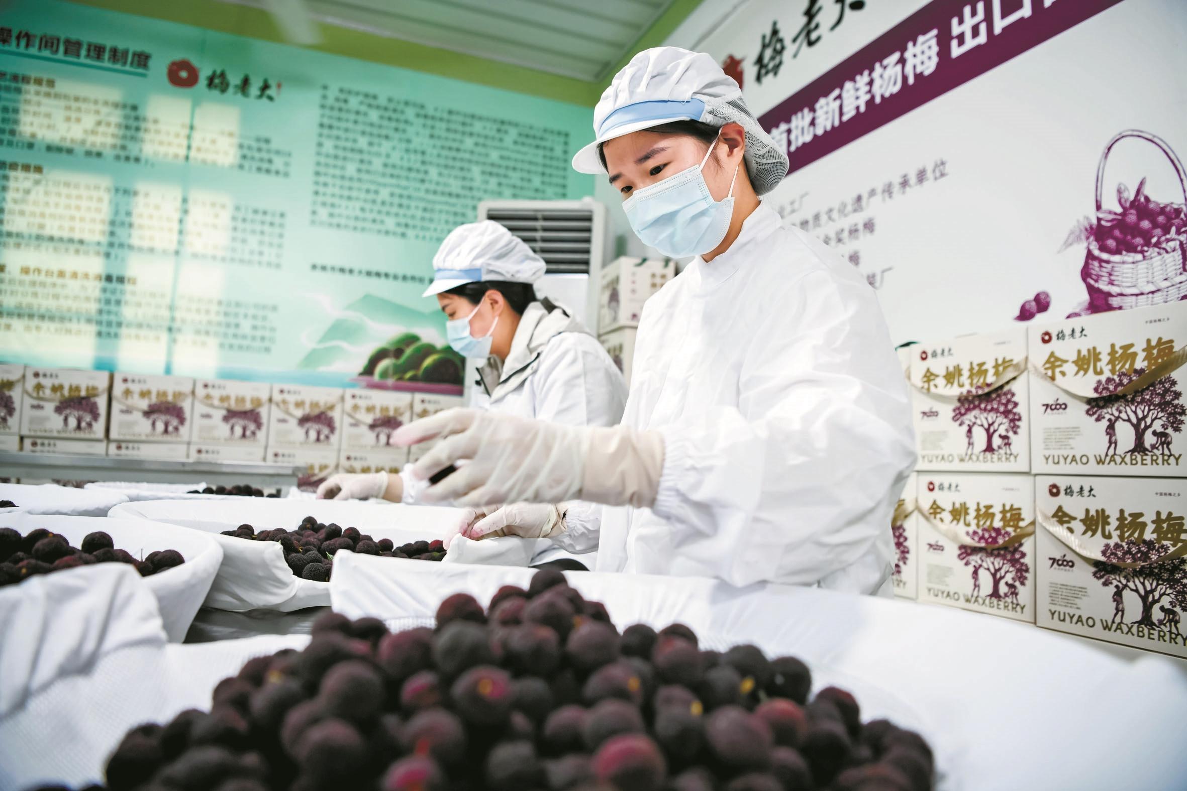 从枝头到舌尖全程不超过24小时  余姚20箱大棚杨梅昨天直飞香港