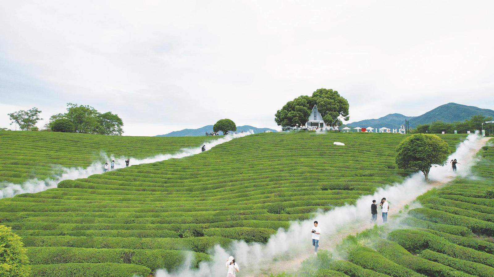 茶园漫步