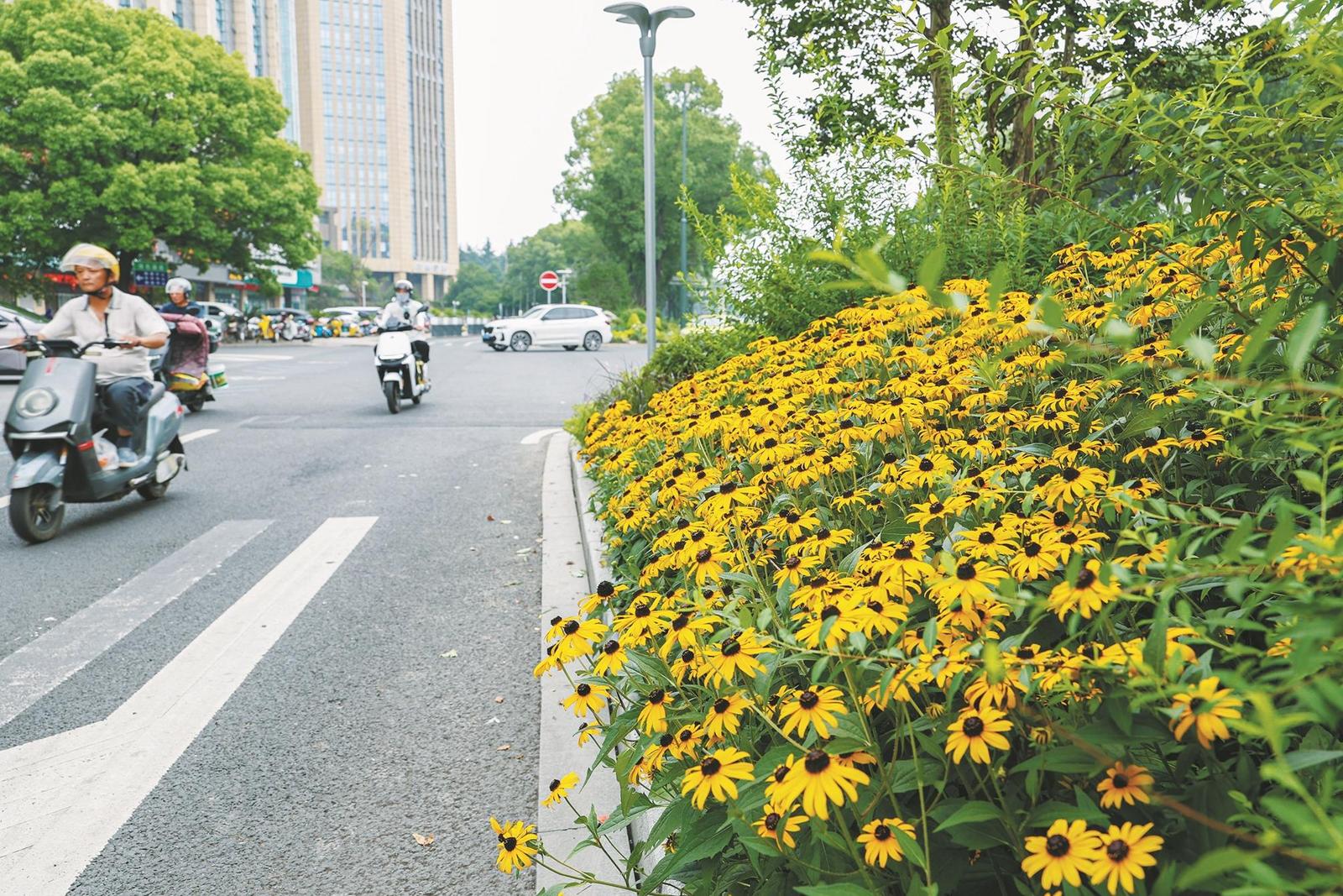 中兴北路8处节点打造出精致花境