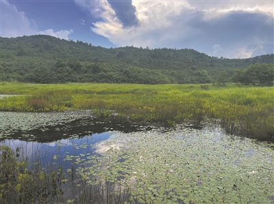 清凉无蚊，温州山野的夏日“秘境”
