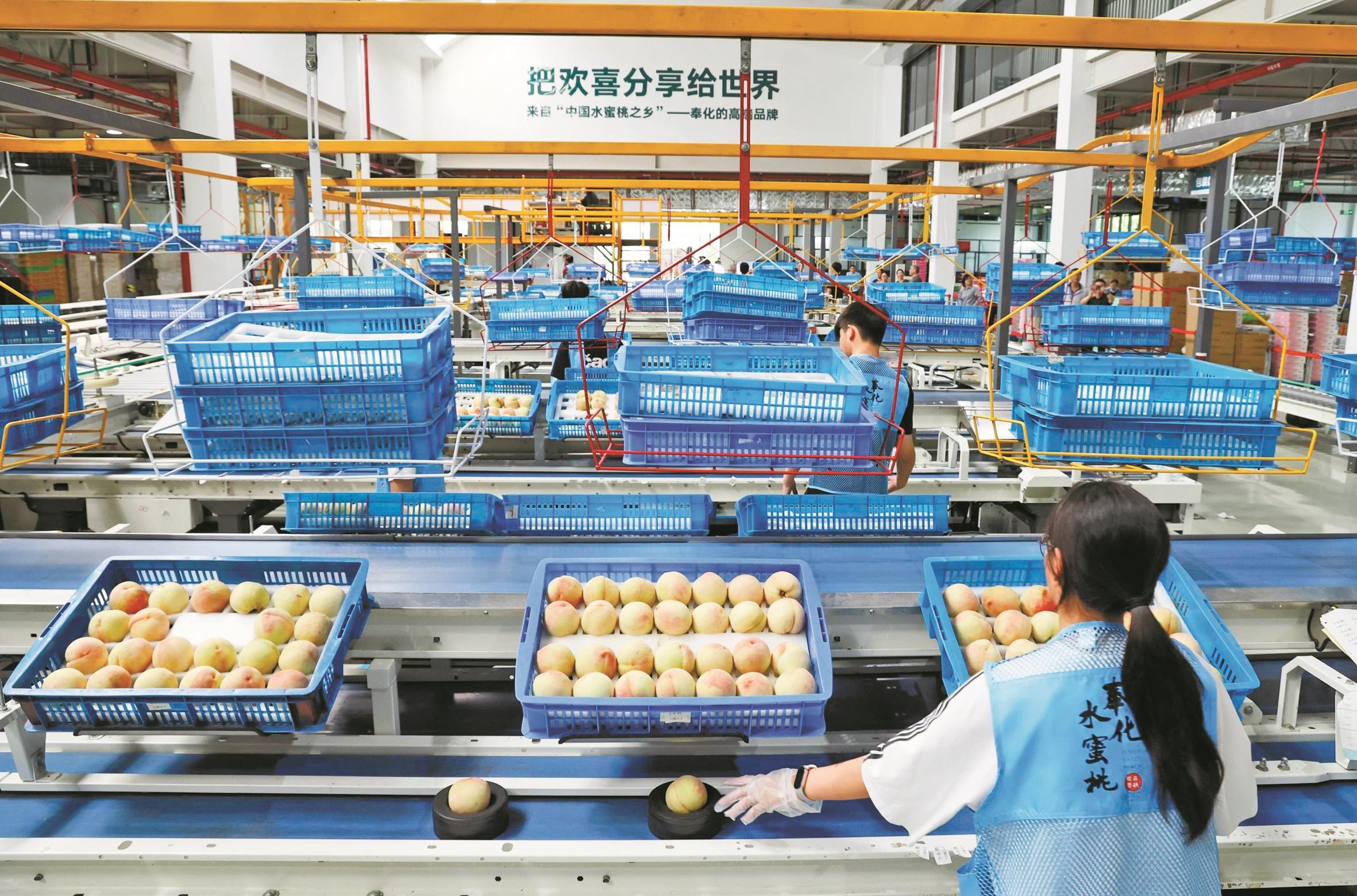 奉化水蜜桃智能分拣中心马力全开