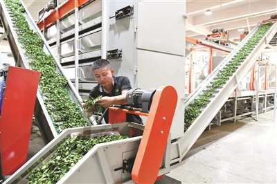 茶乡新动力 夏茶亦成宝