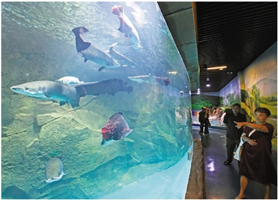江河湖海鱼 “游进”湿地里