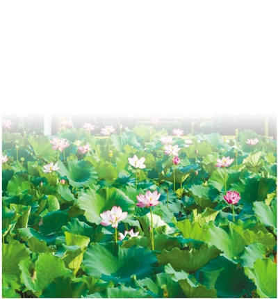 赏花 西湖荷花进入盛花期