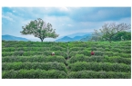 径山茶3月20日正式开采 今年品质稳中向